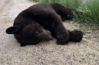 Montana wildlife officials euthanize 14 black bears after finding them ‘extremely food conditioned’