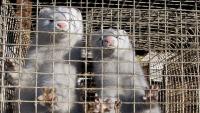Utah Mink Farm Expects to Lose 80% of Its Animals to Bird Flu, State Records Show