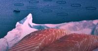 Scottish salmon production up 3 per cent but millions die at sea and escapes spike