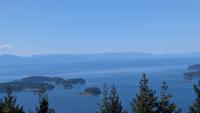 A species new to science, tiny sea spiders suck jellyfish dry in Canada's Salish Sea