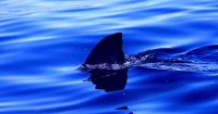 New Jersey So Flooded That a Shark Was Spotted Swimming Through a Suburban Neighborhood