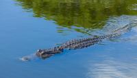 3 hunters fight 600-pound alligator for 2 hours in South Carolina river, then share meat with stranger
