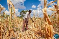 Farmers advised to prepare for anticipated El Nino