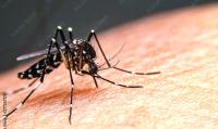 Florida Records First Dengue Death as Local Cases Surge