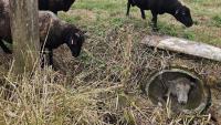 Firefighters rescue 220-pound ram after getting stuck hiding from 9 amorous ewes