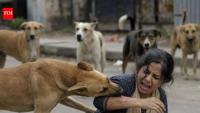 Stray dogs turn NGO Quarters into haven, SHRC seeks report