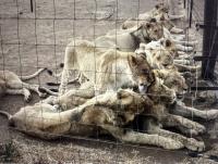South Africa’s lion bone trade — the consequences the government never considered