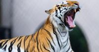 Music to movies, tai chi to Mike the Tiger: 12 free things to do in Baton Rouge this weekend