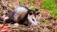 Australia rescuer reaches for 'dead' possum stuck in gate before it suddenly opens its eyes