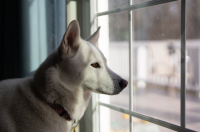 Pet owners in Spain urged to keep emergency card in wallet in case of an accident