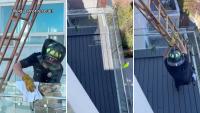San Francisco firefighters free trapped parrot as nearby flock squawks in celebration