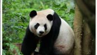 Two new giant pandas settle in at Zoo Atlanta