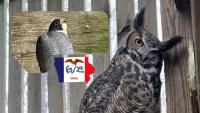 This Free Iowa Adventure Gets You Up Close With Raptors