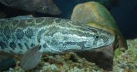 Immediately Chop Off This Fish's Head If You Find It In Missouri