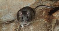 Wildlife Center says glue traps are inhumane