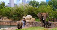 Indianapolis Zoo working to restore accreditation
