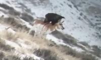 Nature Is Brutal: Golden Eagle Takes Bites Out Of Pronghorn’s Back In Once-In-A-Lifetime Footage