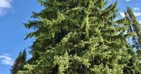 Idaho Capitol Christmas Tree swapped due to disease