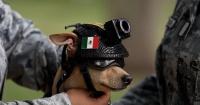Narcos run in fear from Mexico’s newest soldier – a Chihuahua named Comando