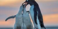 Scientists discover new penguin species through breakthrough genetic analysis