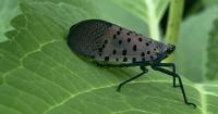 Alleged scammer sold fake permits for spotted lanternfly eradication in Pennsylvania