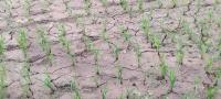 Agri losses from dry spell in Agusan del Sur hit P3.5B