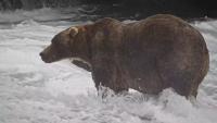 Meet Backpack, the winner of Fat Bear Week 2026 in Alaska