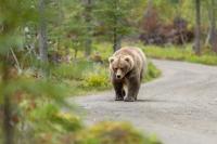 California officials decide next steps for 500-pound bear meandering neighborhood