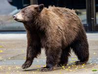 Colorado distributes $1 million for communities working to reduce bears’ access to trash as conflicts rise 