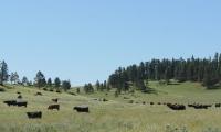 Soil Carbon Sequestration Identified as a Research Gap in Studies of Livestock Methane Emissions