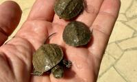 Seven baby turtles hatch at Athalassa wildlife centre