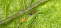 AgriLife Extension releases guidance on short-spined thrips