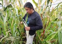 The Old Fort’s Blue Corn Harvest showcases Indigenous agriculture practices west of Durango