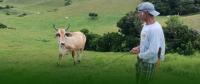 Cattle farming gradually expanding in Batanes