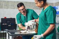 <![CDATA[Veterinary Scene Down Under: Australian Veterinary Association membership grows as New South Wales moves to recognize veterinary technicians]]>
