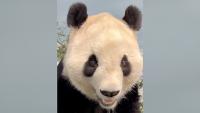 1st look at 1 of Zoo Atlanta's new giant pandas Fu Shuang
