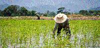 Industrialising agric sector will move Nigeria away from subsistence farming – Stakeholders