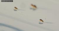 Phorid fly infestation frustrates Chester County, Pennsylvania, residents
