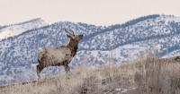 DWR to offer chronic wasting disease testing in Hyrum