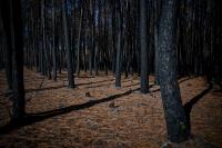 France's biggest fire since 1949, which burned 42,000 hectares this summer, officially extinguished