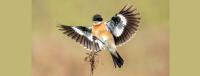 Nepal skies see another season of bird migration