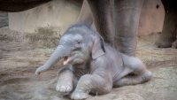 Oregon Zoo Renews Top Accreditation