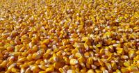 U.S. ethanol sector pleased Ottawa avoided domestic content mandate