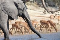 Africa and The Charm of The Chobe