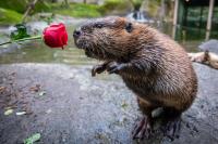 Oregon Zoo maintains its status as a national leader in animal care