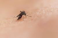 Mosquito Expert Available to Discuss Florida's Dengue Fever Outbreak 