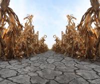 England suffers worst harvest on record after extreme summer weather