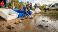 Australia releases 21 endangered turtles and tracks eight for two years