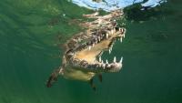 Singapore: Myanmar man charged over AI generated crocodile pic that spurred search operation