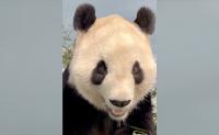 Zoo Atlanta shares new video of giant panda Fu Shuang settling in